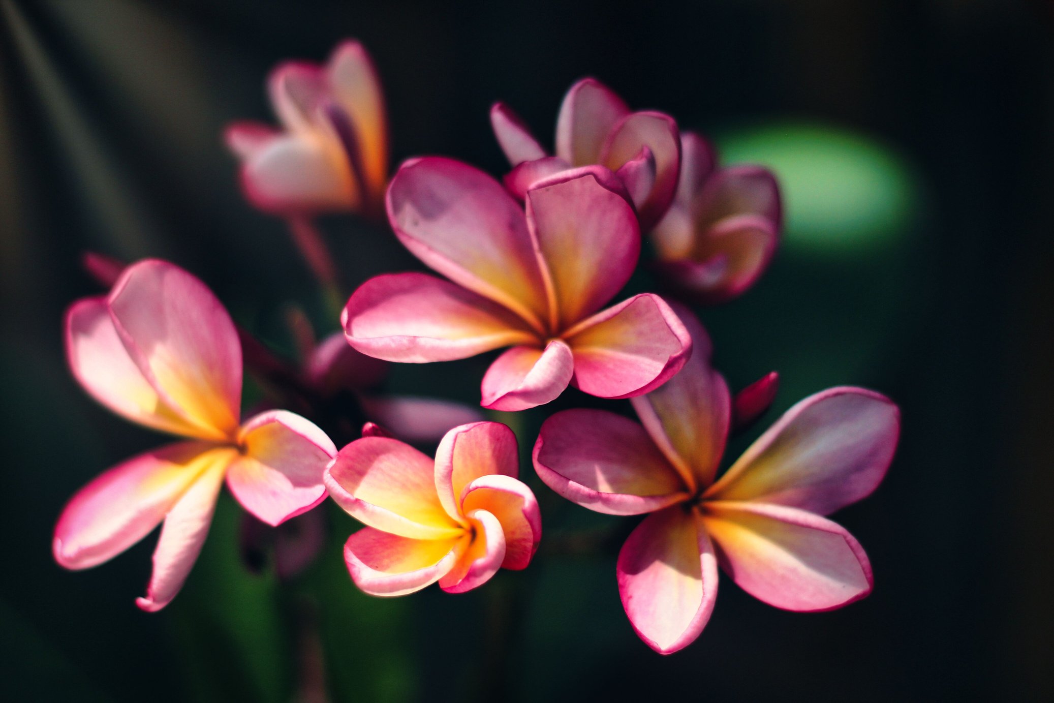 frangipani plumeria flower